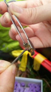 Swabbing a honeybee to determine what plant's pollen it's carrying. 