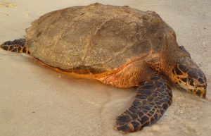 A hawksbill returns to the water after nesting at sunrise in Antigua, 2015