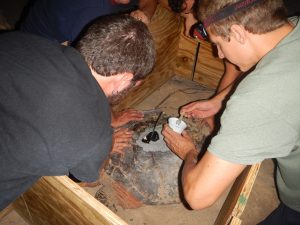 Attaching a satellite transmitter to a hawksbill sea turtle that just laid a nest. We attach them with marine epoxy.