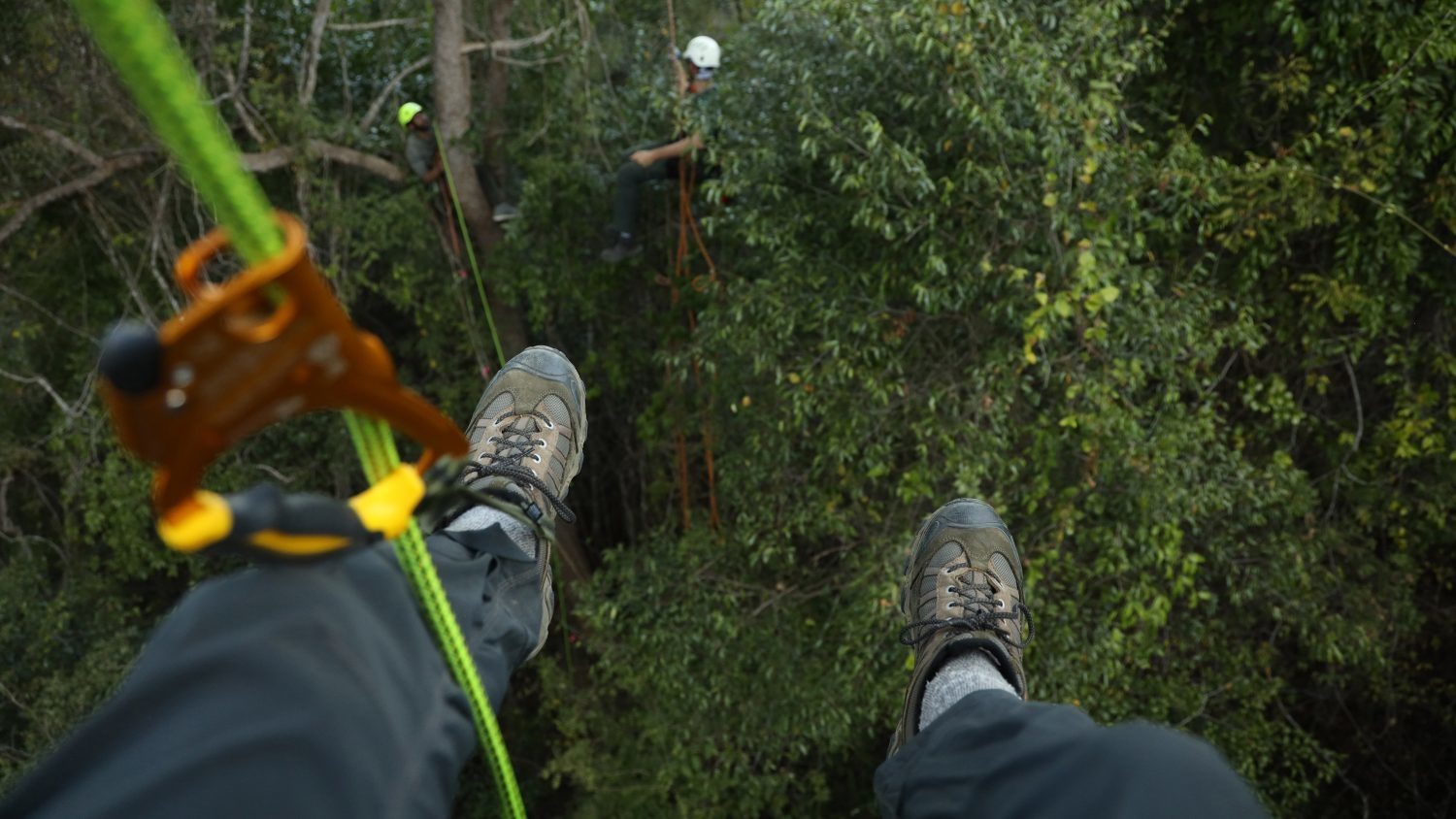 A photographer's view from the top of a tree canopy