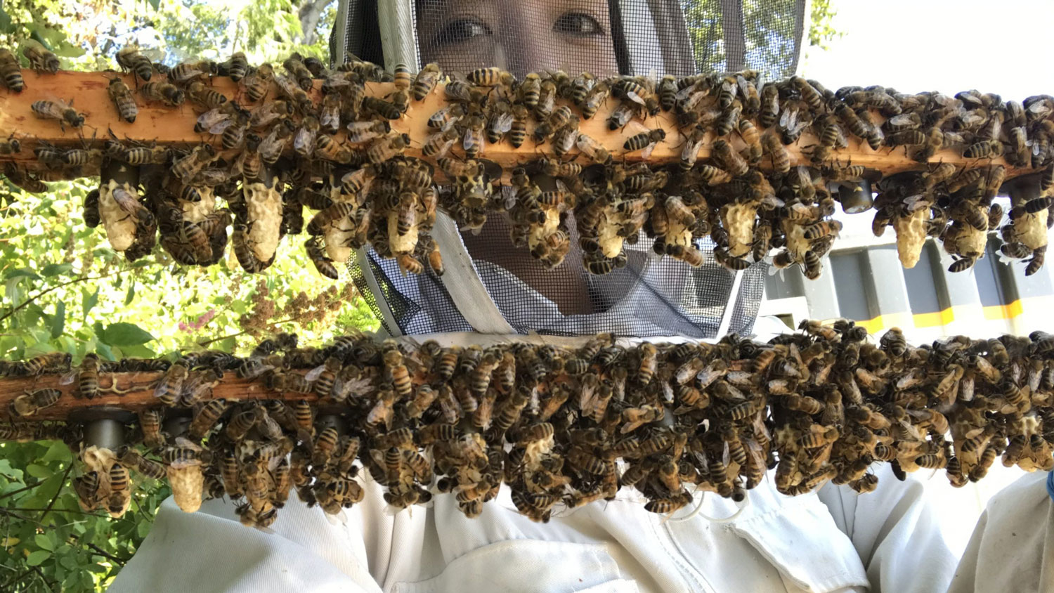 Beekeeper holds up boards covered with bees