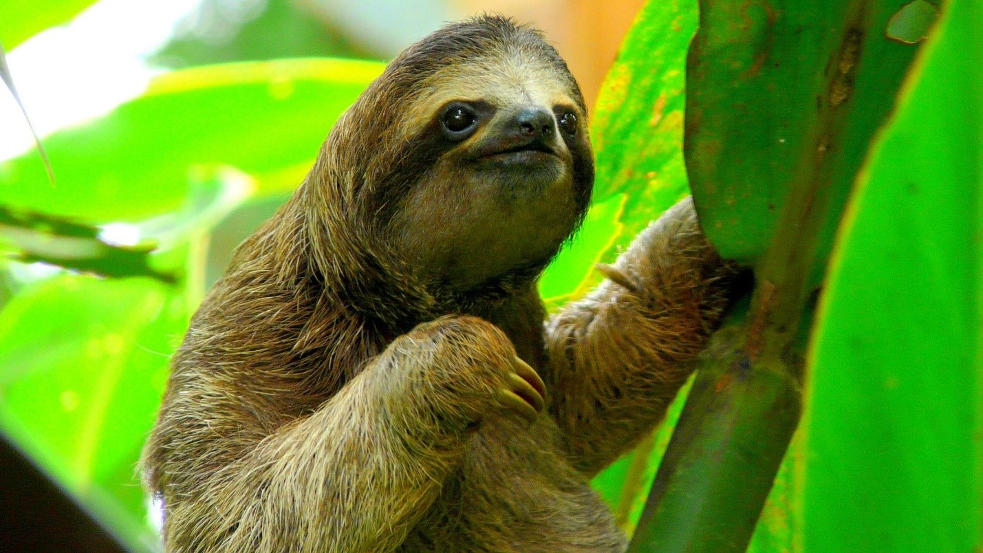 Costa Rica: Wildlife Management & Conservation | CALS International ...
