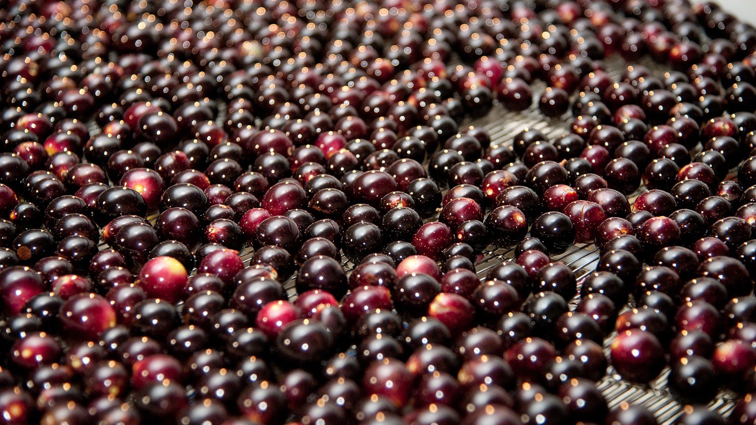 Muscadine grapes are sorted at Cottle Farms in Faison, N.C.