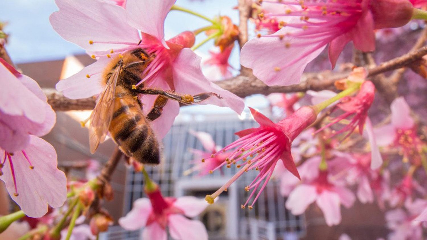 Bee on a flower