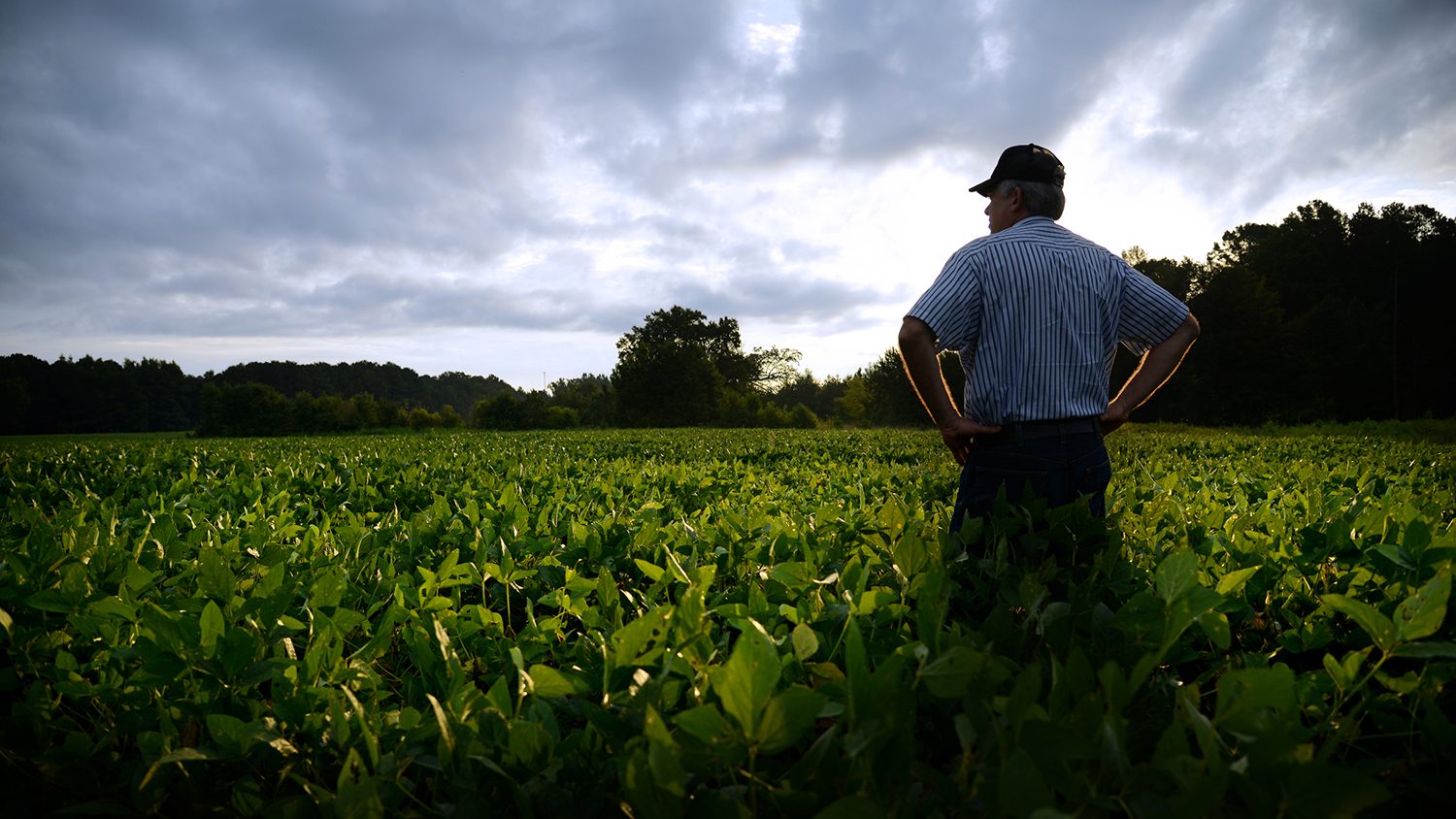 farmer looking over field