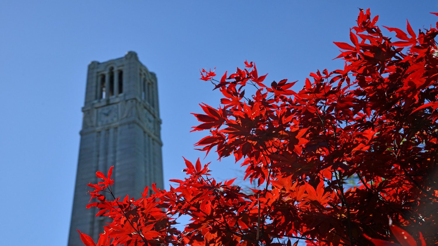 Japanese Maple near the Belltower on North Campus off Hillsborough Street.