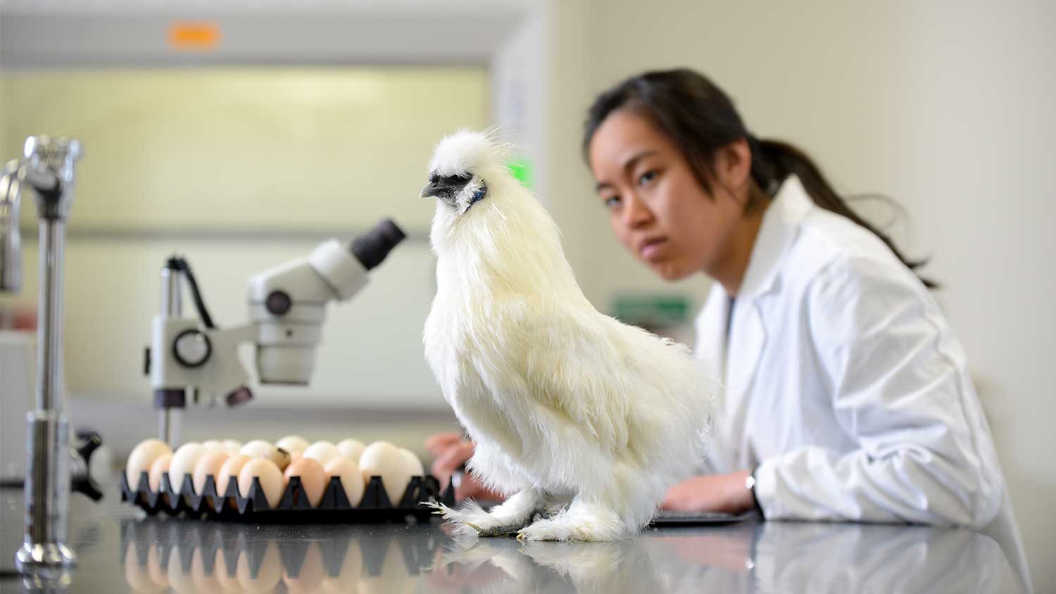 student in lab with chicken