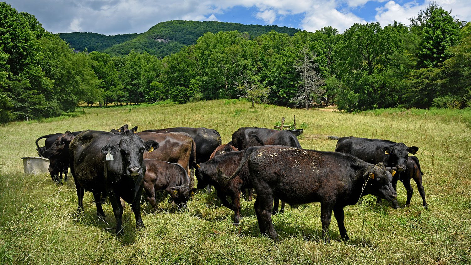 Beef Cows in field with mountains in the background