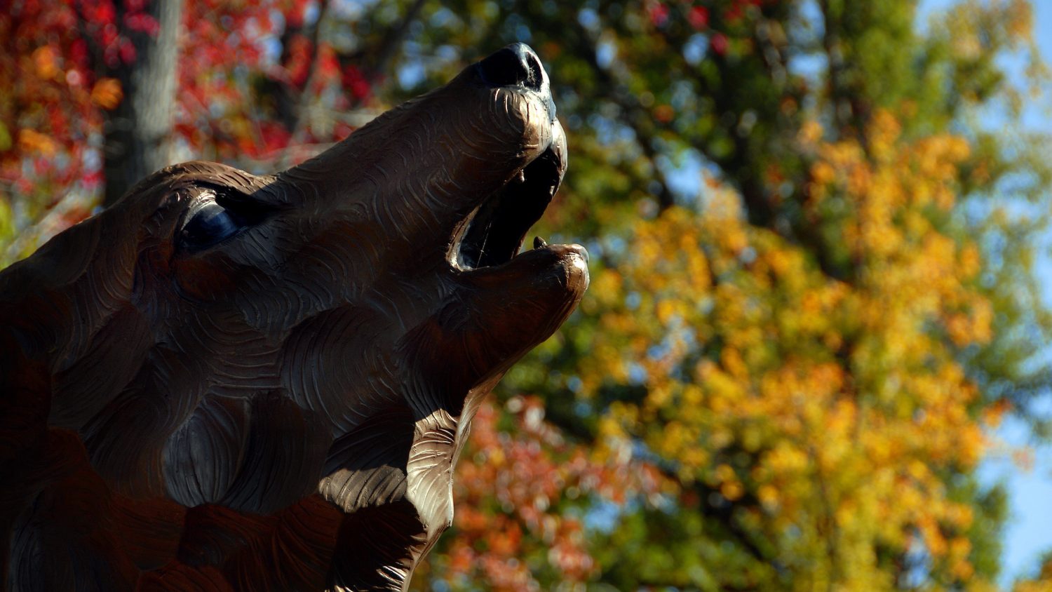 Wolf statue behind Park Alumni Center on Centennial Campus. PHOTO BY ROGER WINSTEAD