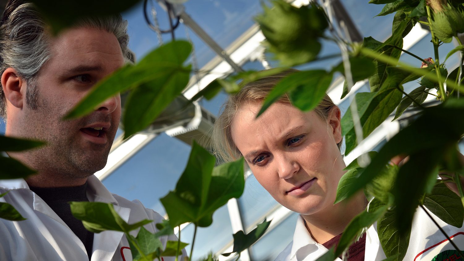 Two students looking at cotton plants.