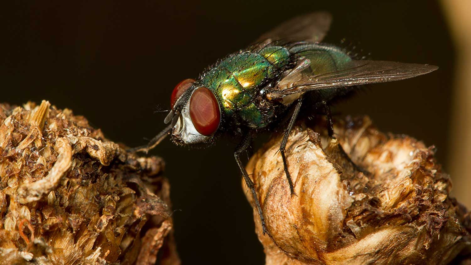 Insect, the Australian sheep blowfly