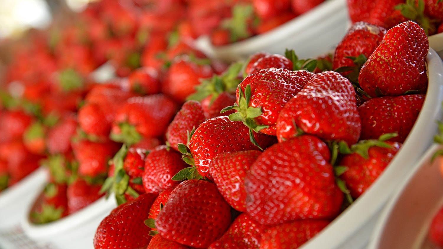 Strawberries in buckets