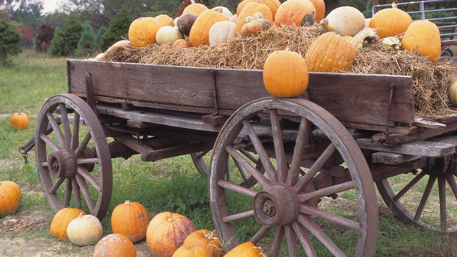 Pumpkins decorating a wagon.
