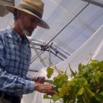 Terry Bland , Extension Researcher, crossing grape cultivars