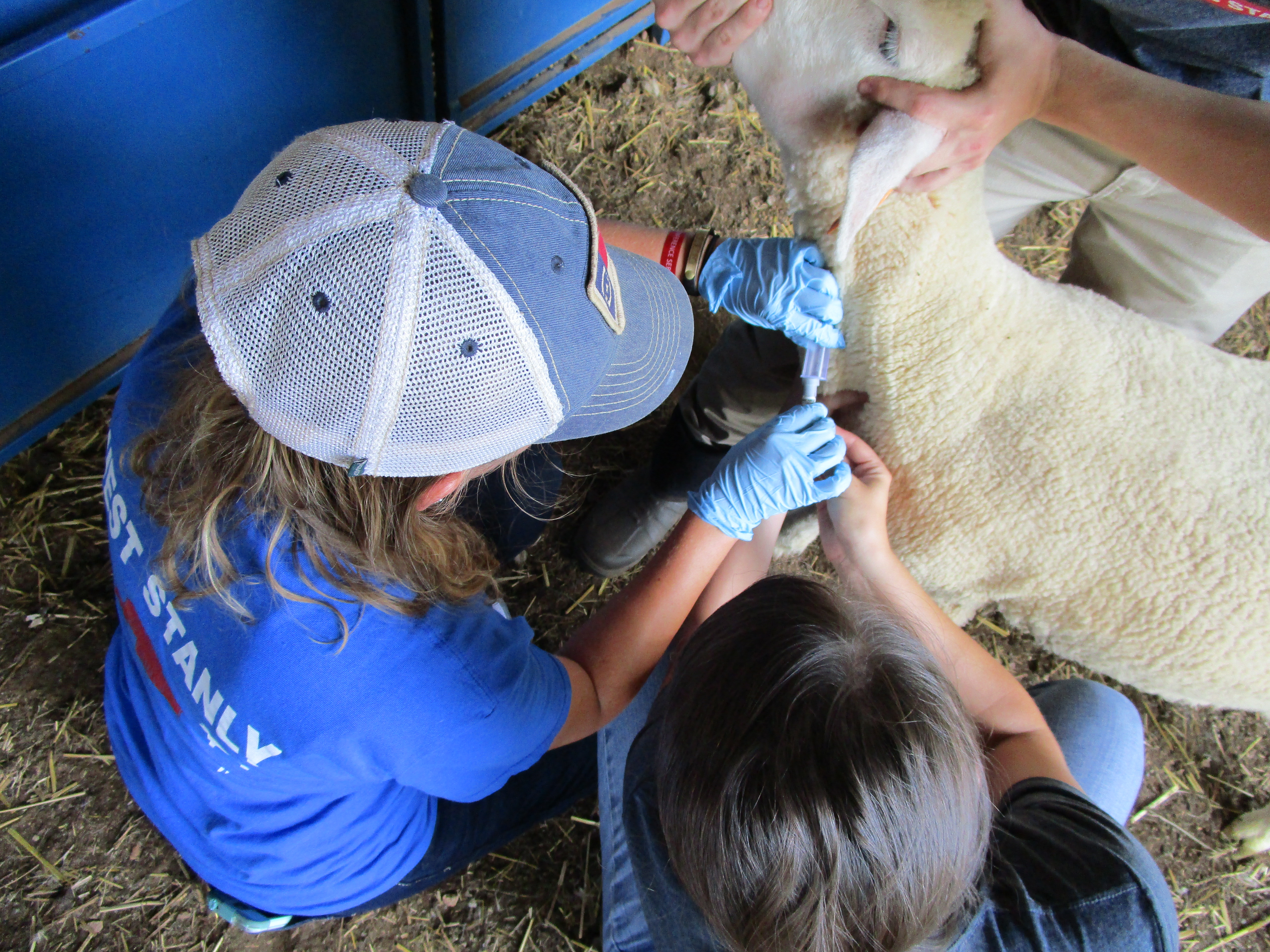 Campers work together to learn to take a blood sample from a sheep to investigate its health status.