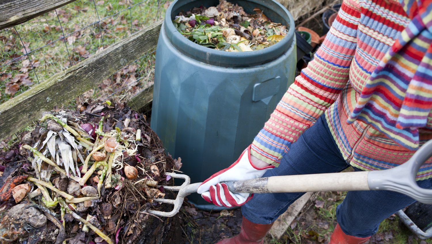 Woman gardener using garden fork to first remove uncomposted food waste from top of composting bin pile, before spreading the compost below onto a vegetable garden.
