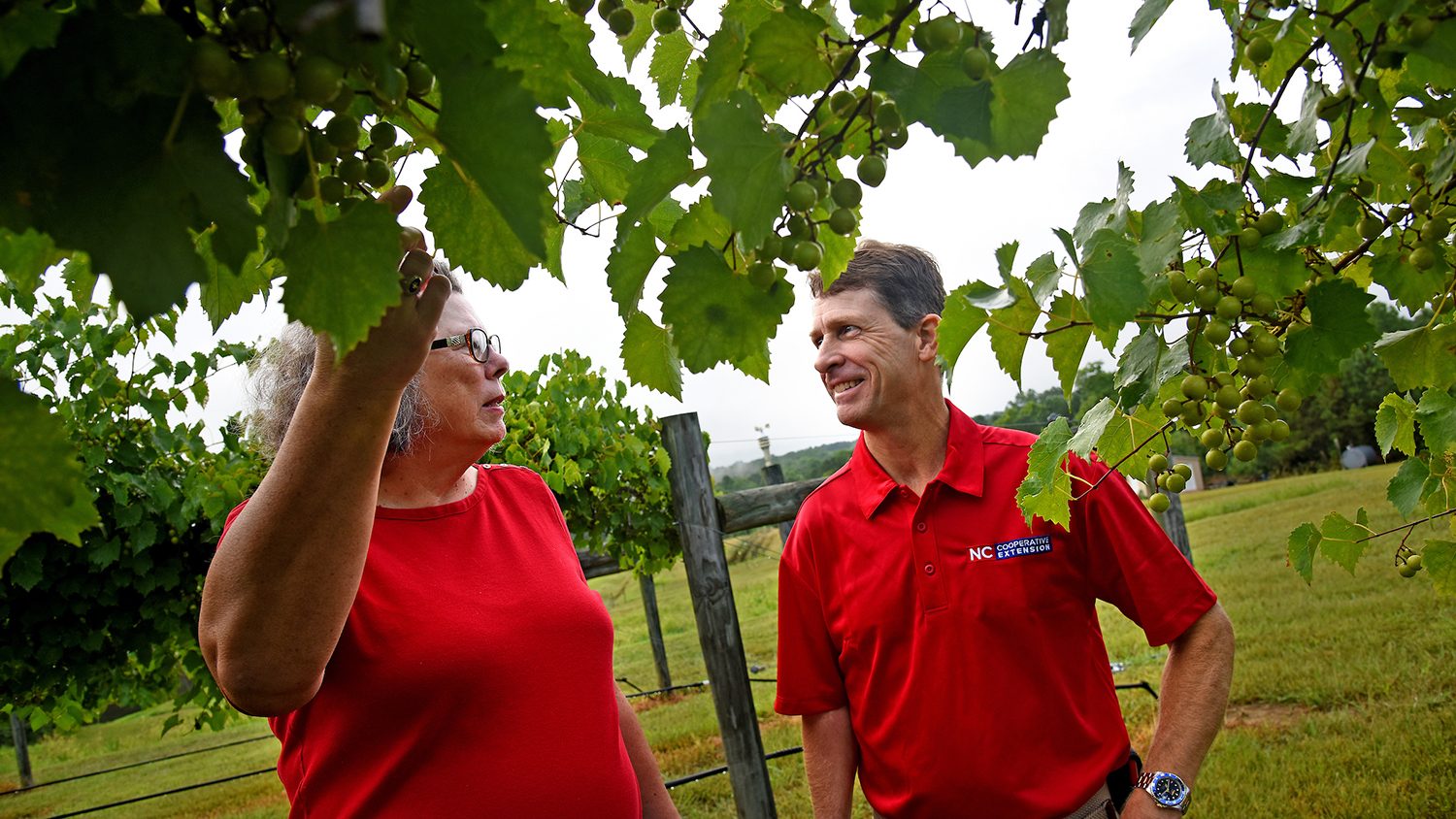 White woman and man in red shirts looking at a wine grape vine