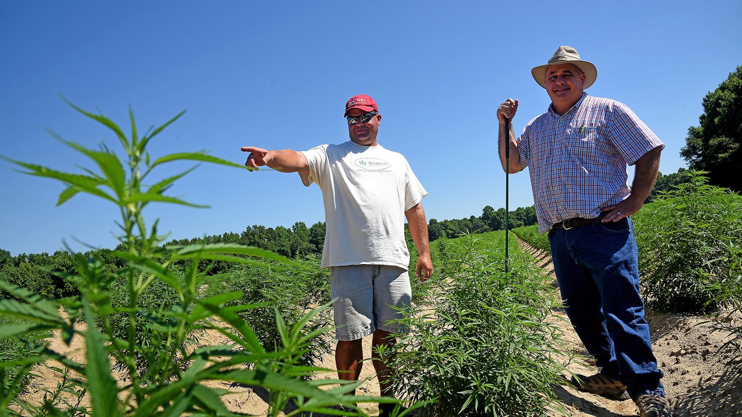 Broadway Hemp's Ryan Patterson (left) talks with his Harnett County extension agent Brian Parrish about his recent crop of hemp.