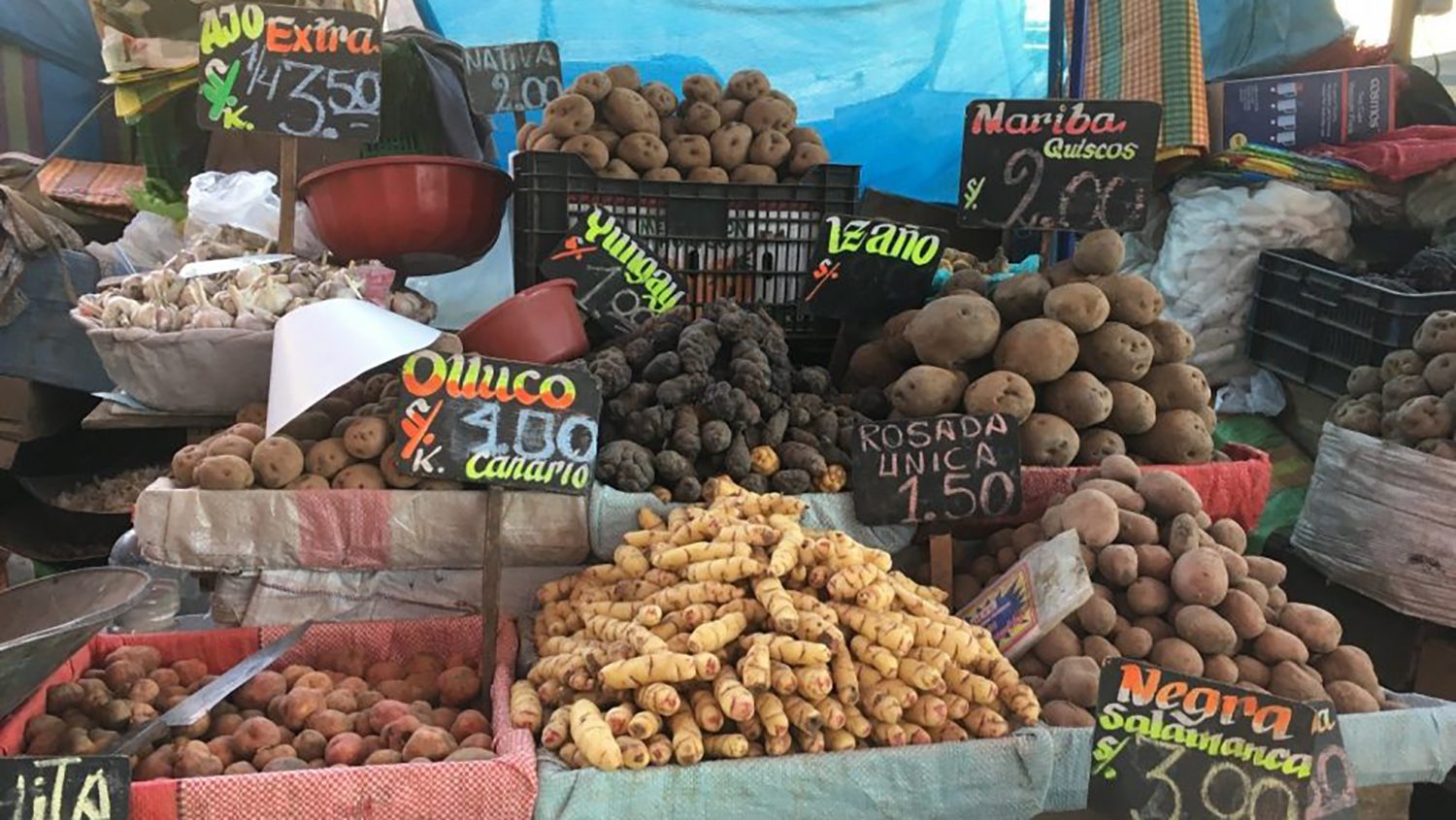 A colorful array of tubers arranged at an open air market