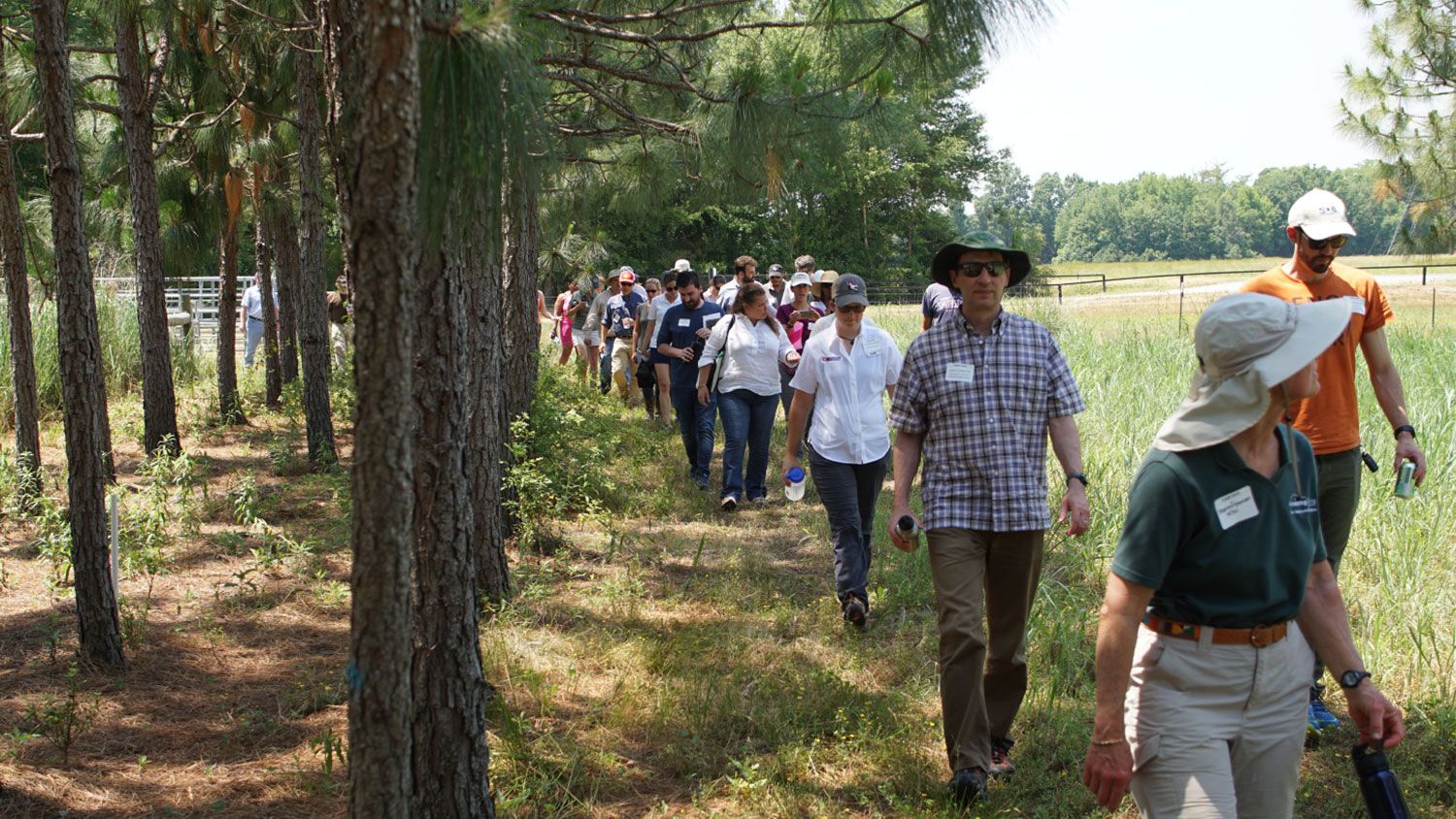 People walking in a tree-lined field