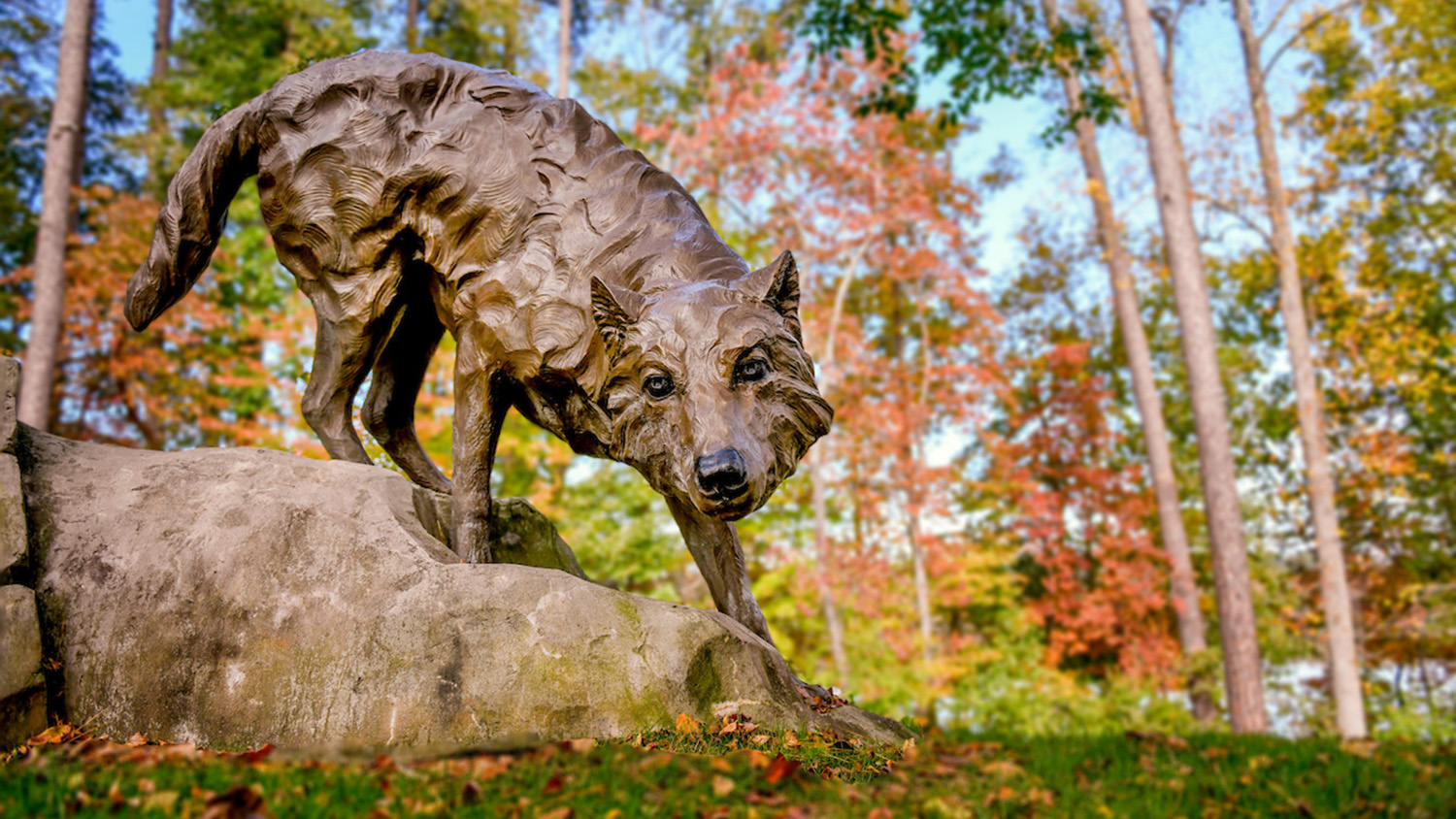 One of the wolf statues at the Park Alumni Center