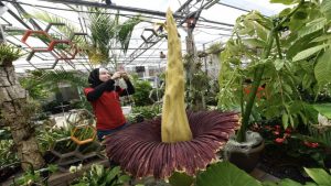 Women with a camera phone taking a picture of an usual and large plant