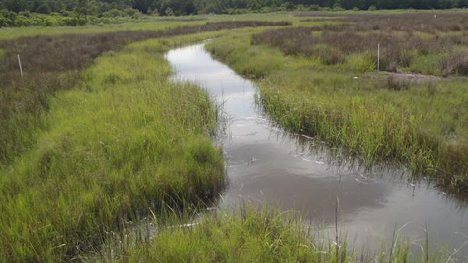 A constructed wetland