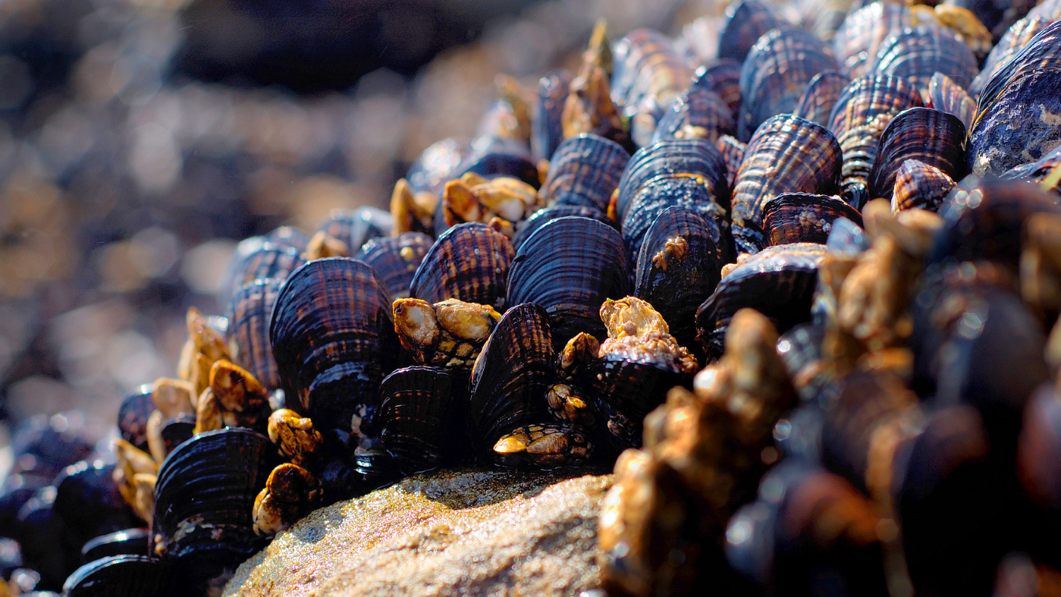 Image of mollusks