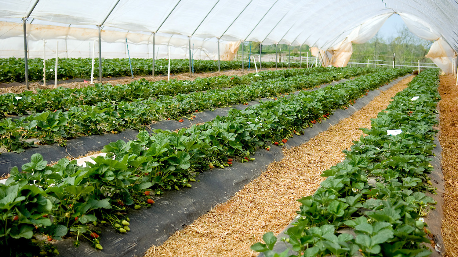 Research stations across the state are assessing strawberry production in high tunnels. Research on the economics of this production method is forthcoming.