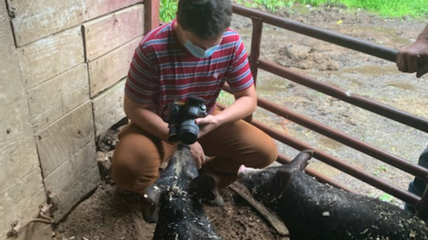 Camera person with pigs