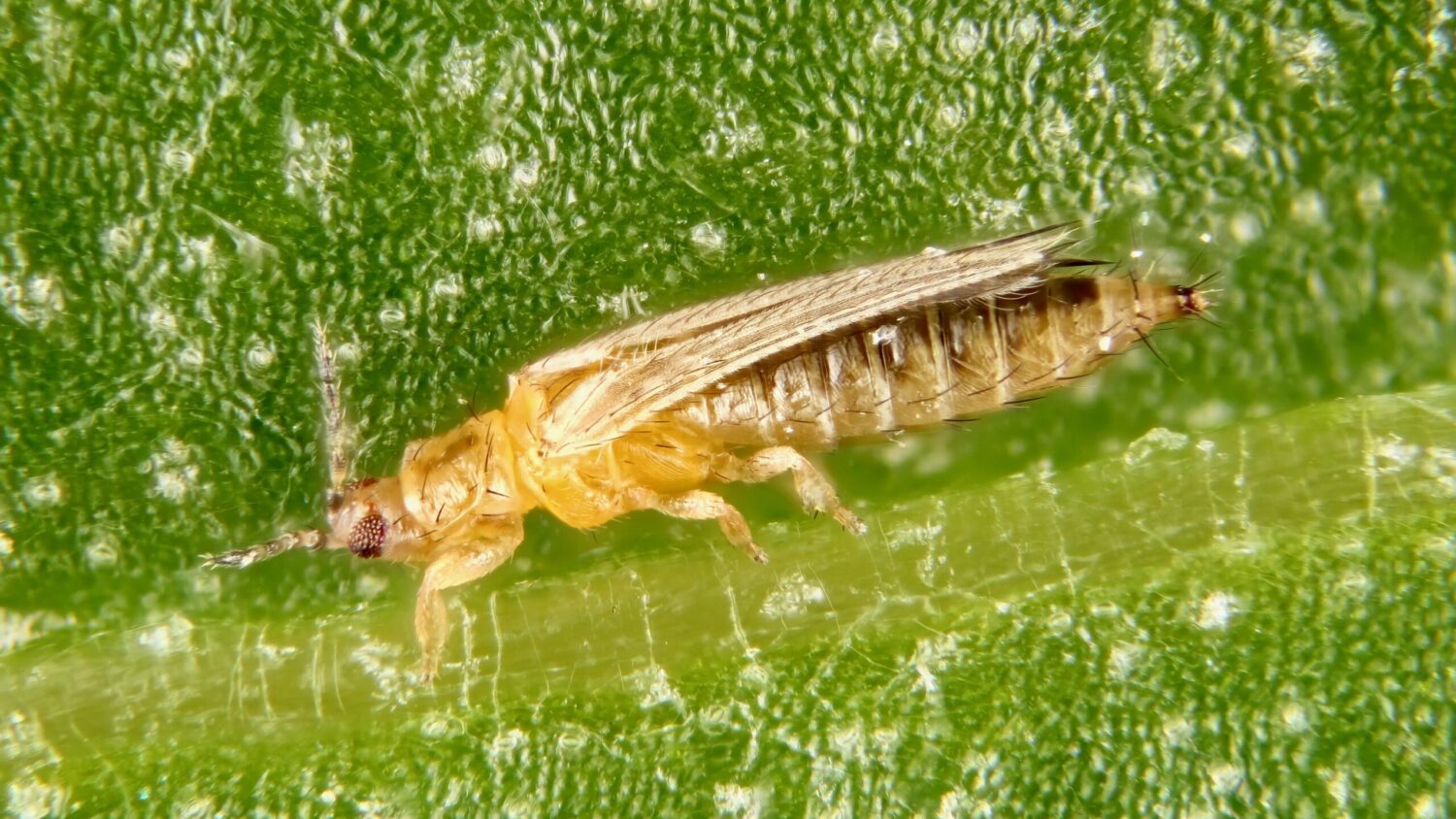 The western flower thrips (Frankliniella occidentalis). Photo credit: Matthew Bertone, NC State, Department of Entomology and Plant Pathology