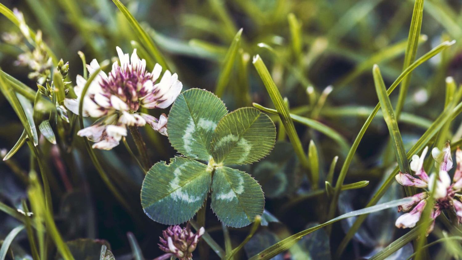 Grass with four leaf clover