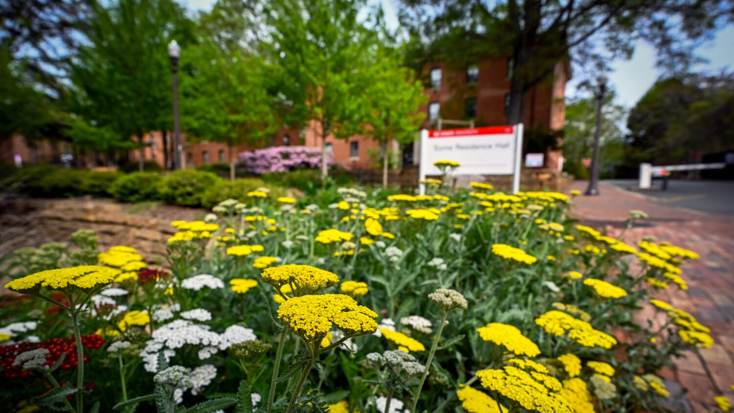 Spring blooms and greenery welcome pedestrians to Syme Residence Hall and the surrounding area. Photo by Becky Kirkland.