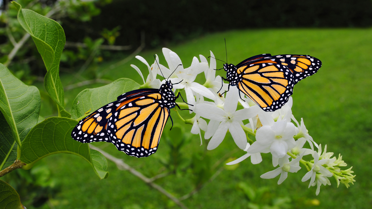 Two Monarch butterflies Latin name Danaus plexippus on a white flower