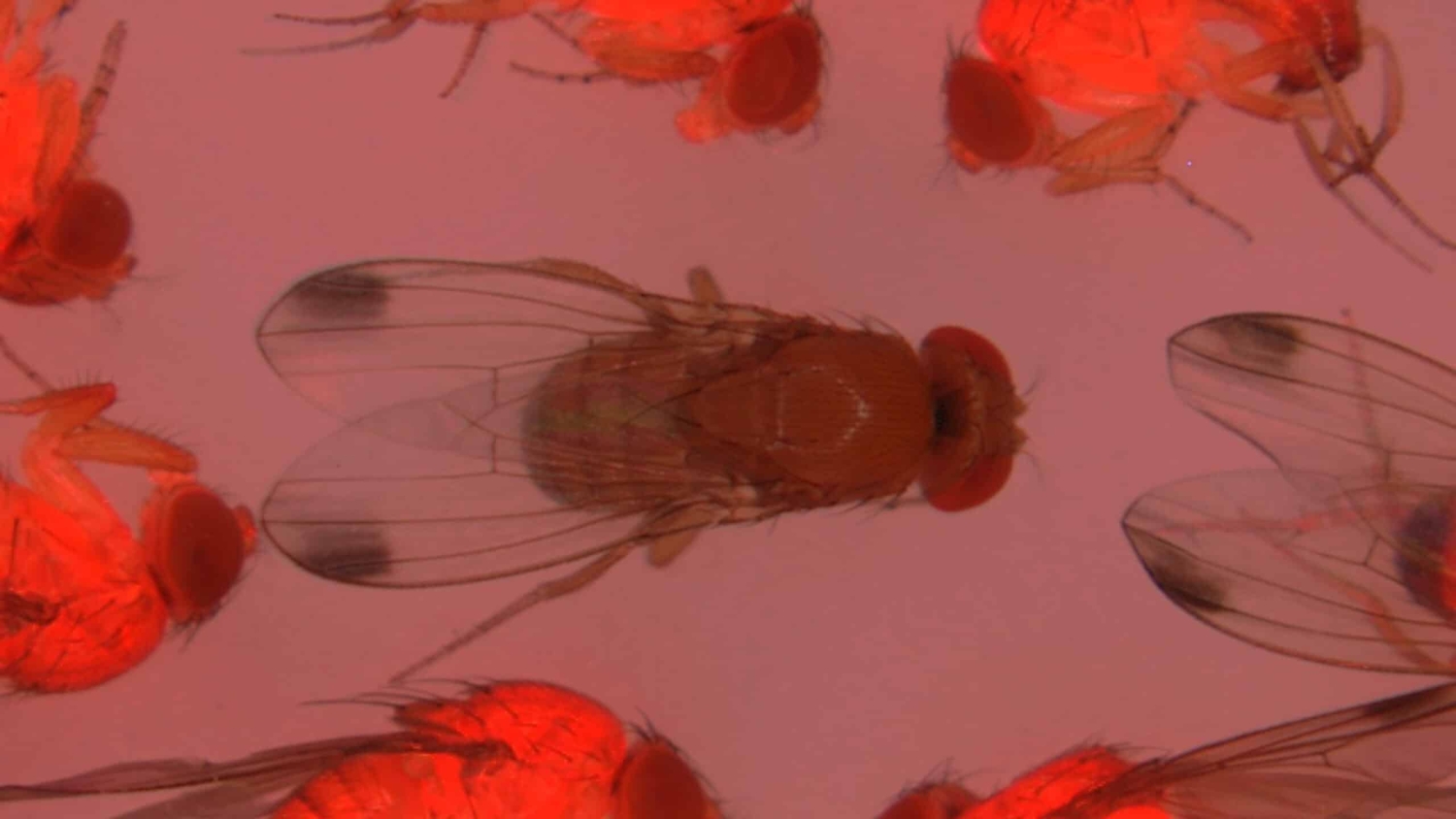 Drosophila suzukii vinegar flies