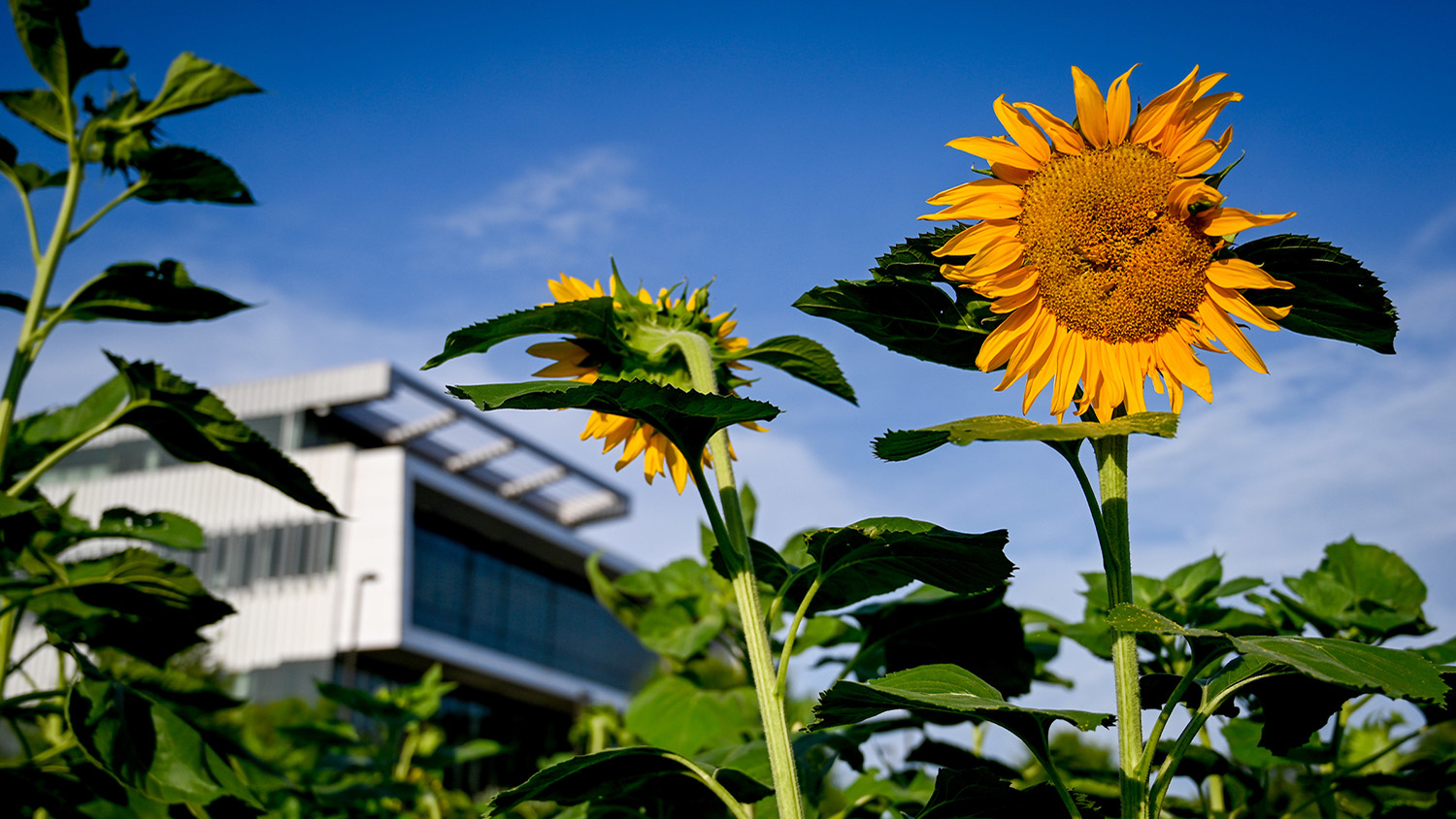 sun flowers in front of a building