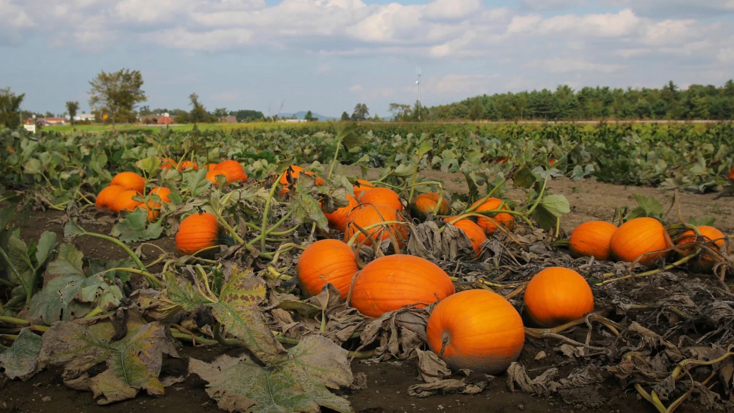 pumpkin patch