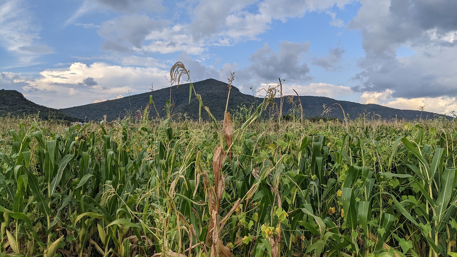 Tesosinte mexicana in a field.