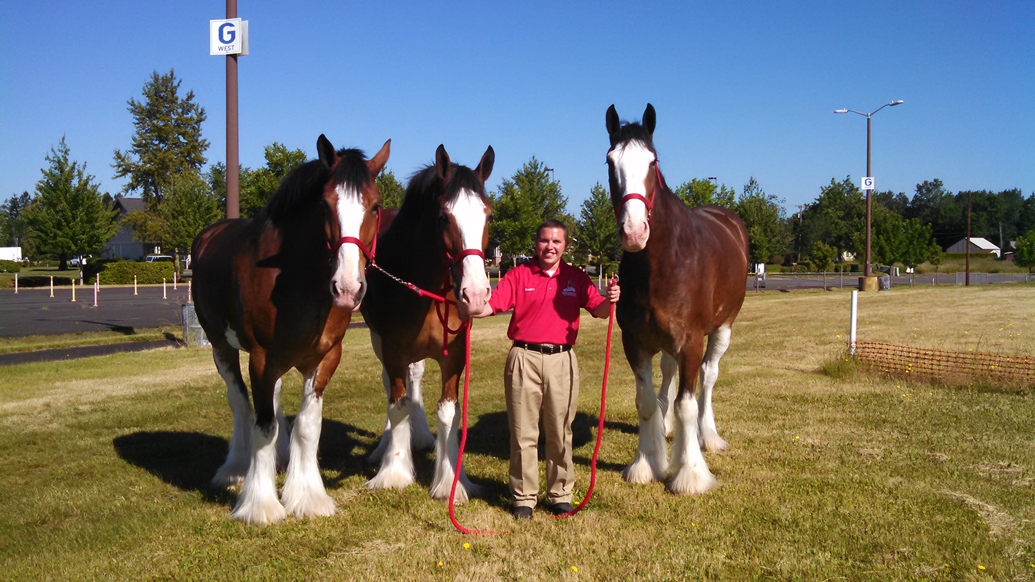Brandon Glover with three Clydesdales