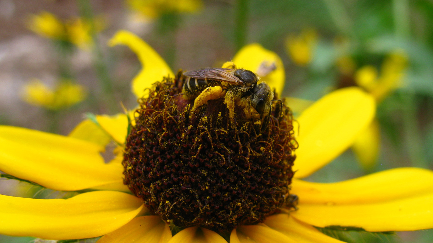 Sweat bee (Halictus ligatus) on flower.