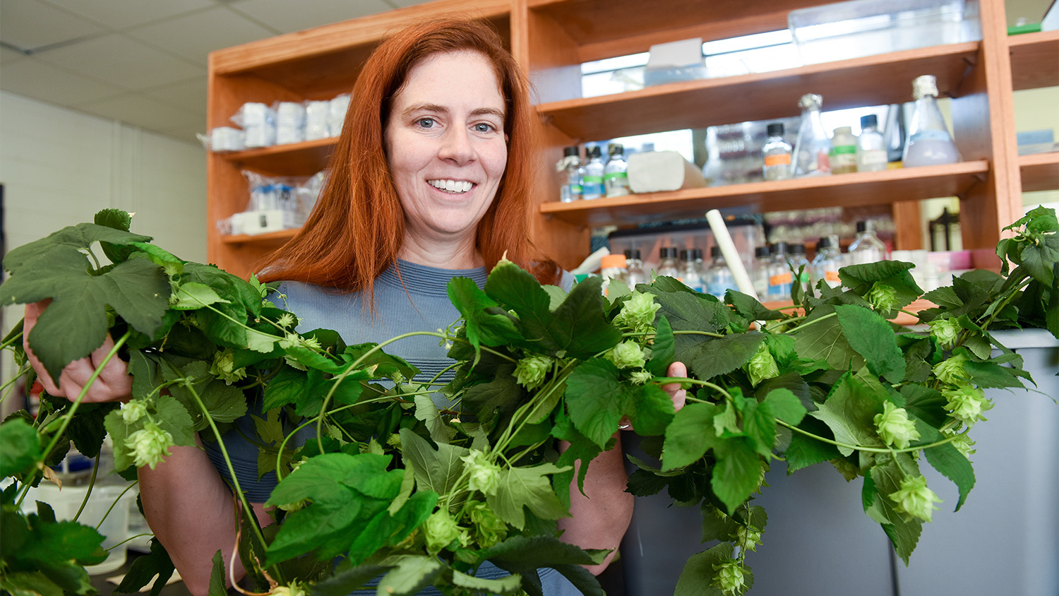 NC State's Dr. Colleen Doherty studies the circadian rhythm of plants. Among the projects she&#039;s involved with: finding ways to make hops plants more suitable for North Carolina day length.