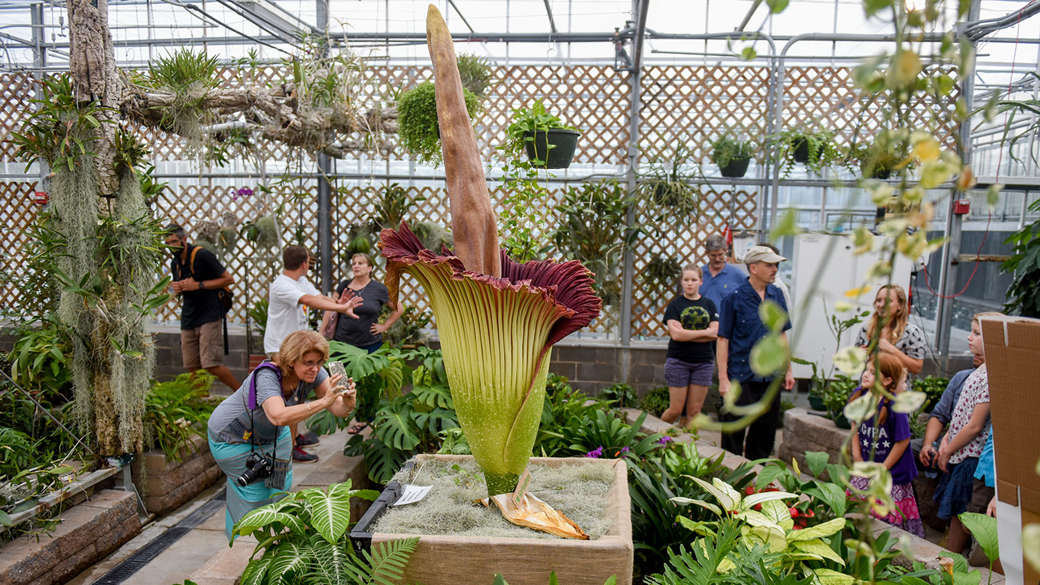 people looking at corpse flower