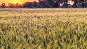 Field of crops at sunset