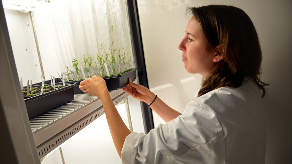 Student checks on her plants' growth in a Thomas Hall lab.