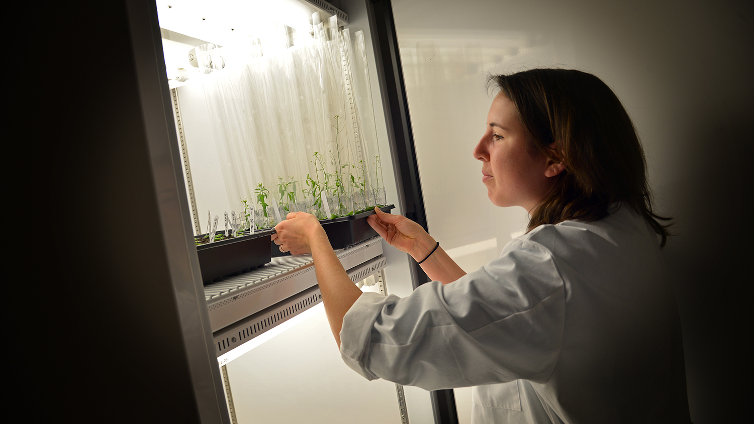 Student checks on her plants growth in Thomas Hall Lab