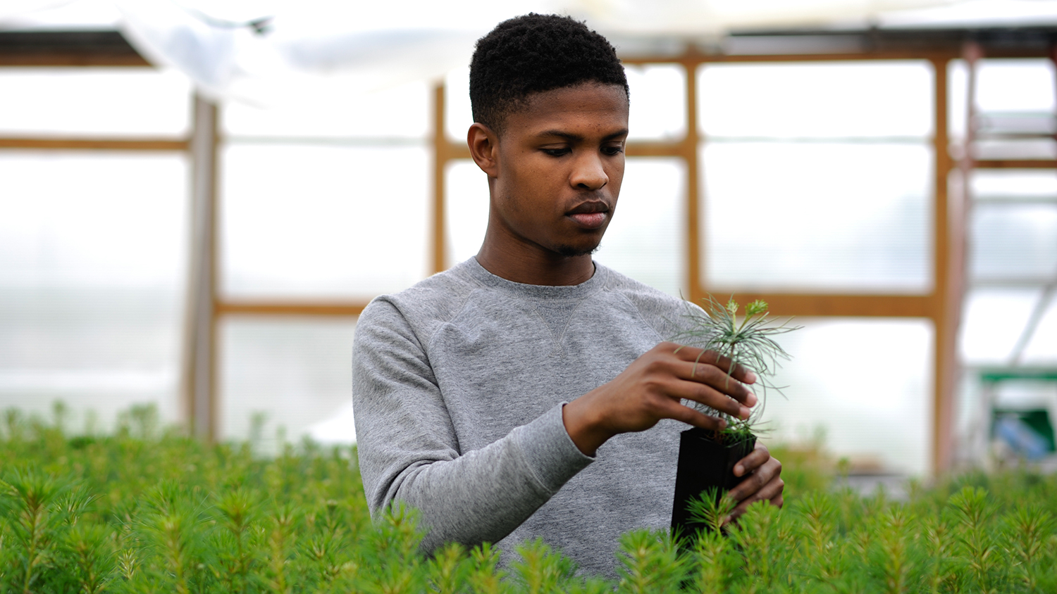 Undergraduate student looking at a plant in a greenhouse.