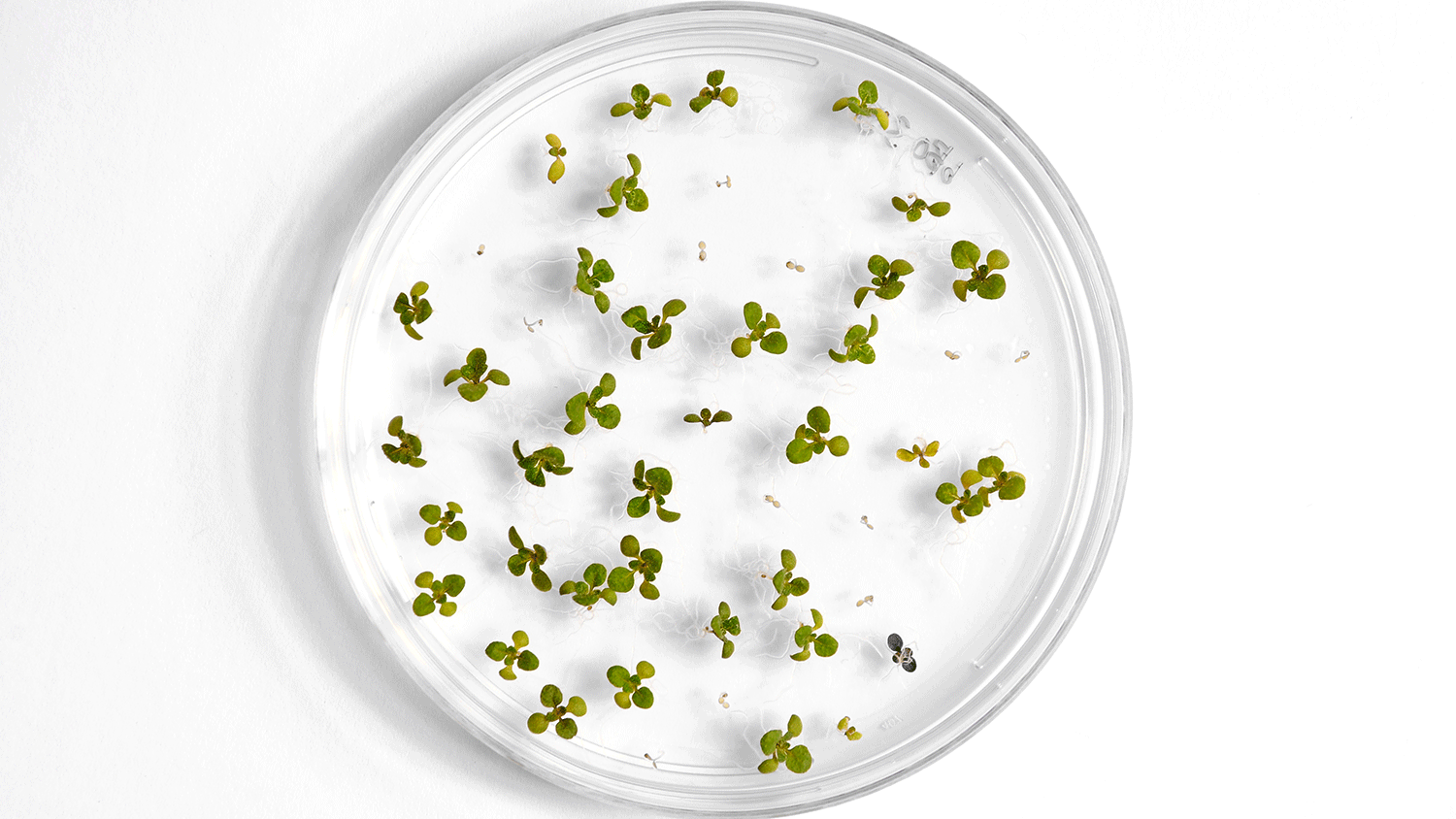 Picture of a dish full of seedlings