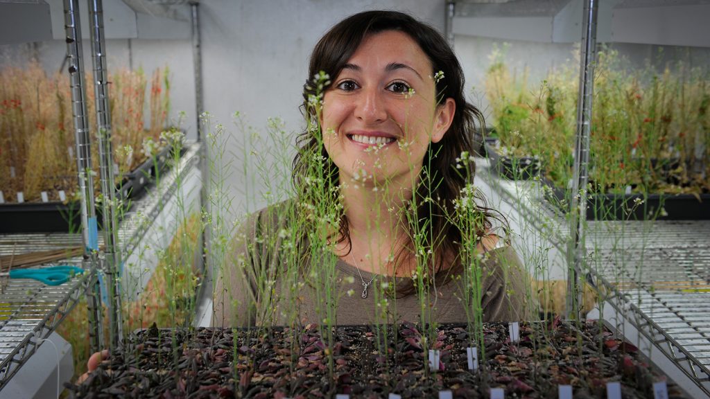 Scientist in a lab holding a tray of Arabidopsis