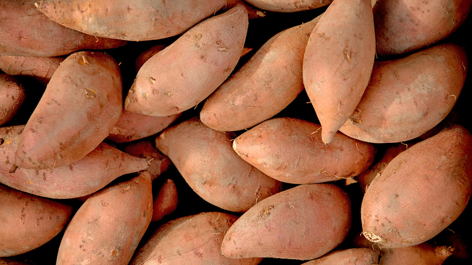 Sweet potatoes for sale at the North Carolina State Farmer's Market in the Fall.