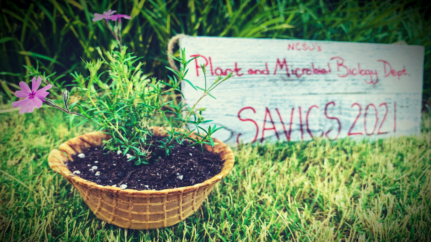 Picture of a flower planted in a waffle-cone bowl with sign behind it that reads: "NCSU's Plant and Microbial Biology Dept. SAVICS 2021"